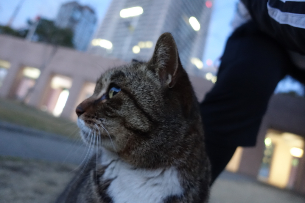 f:id:shigeo-t:20180225103812j:plain