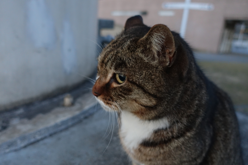 f:id:shigeo-t:20180225104412j:plain