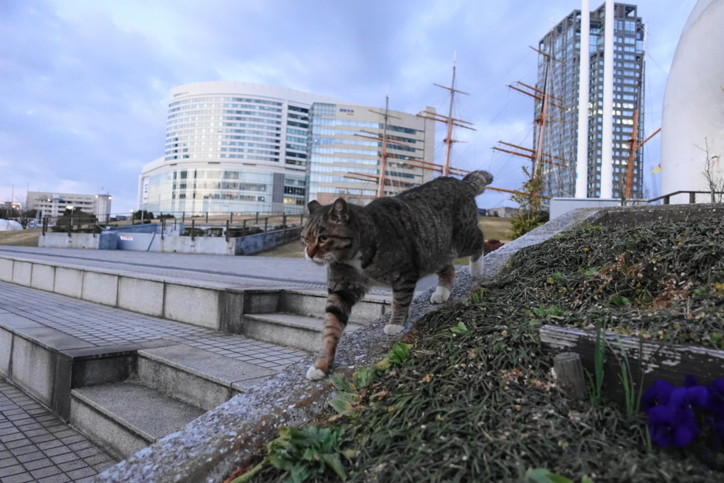 f:id:shigeo-t:20180225104540j:plain