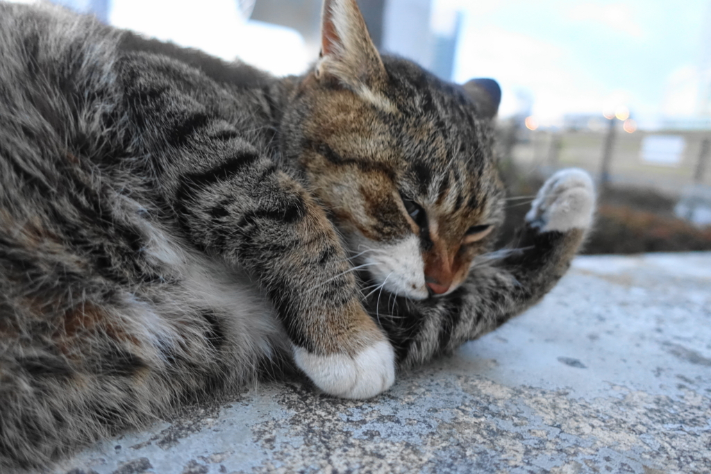 f:id:shigeo-t:20180225104657j:plain