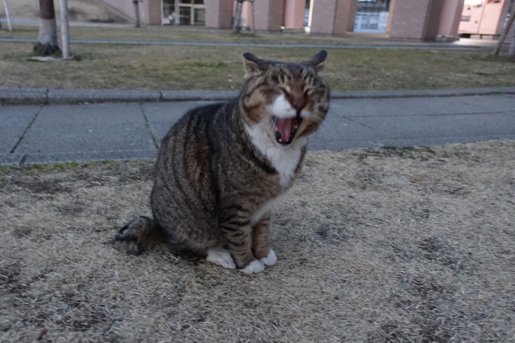 f:id:shigeo-t:20180225104859j:plain