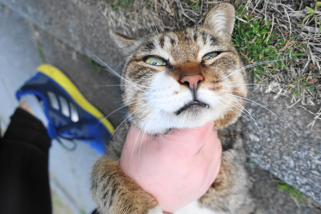 f:id:shigeo-t:20180225105728j:plain