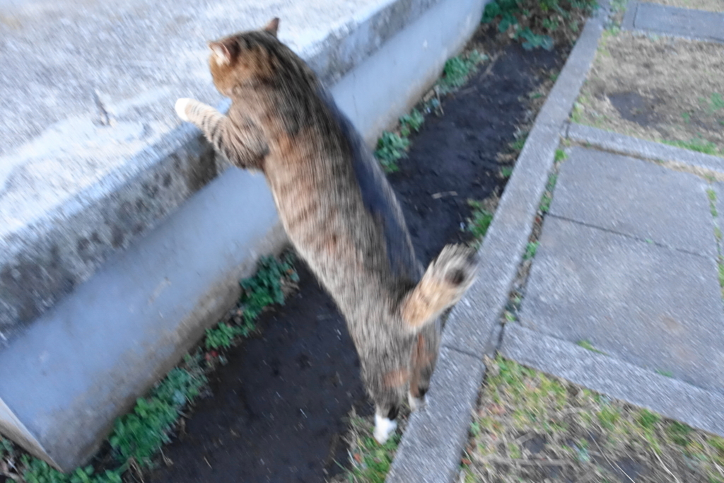 f:id:shigeo-t:20180302093056j:plain f:id:shigeo-t:20180302093056j:plain