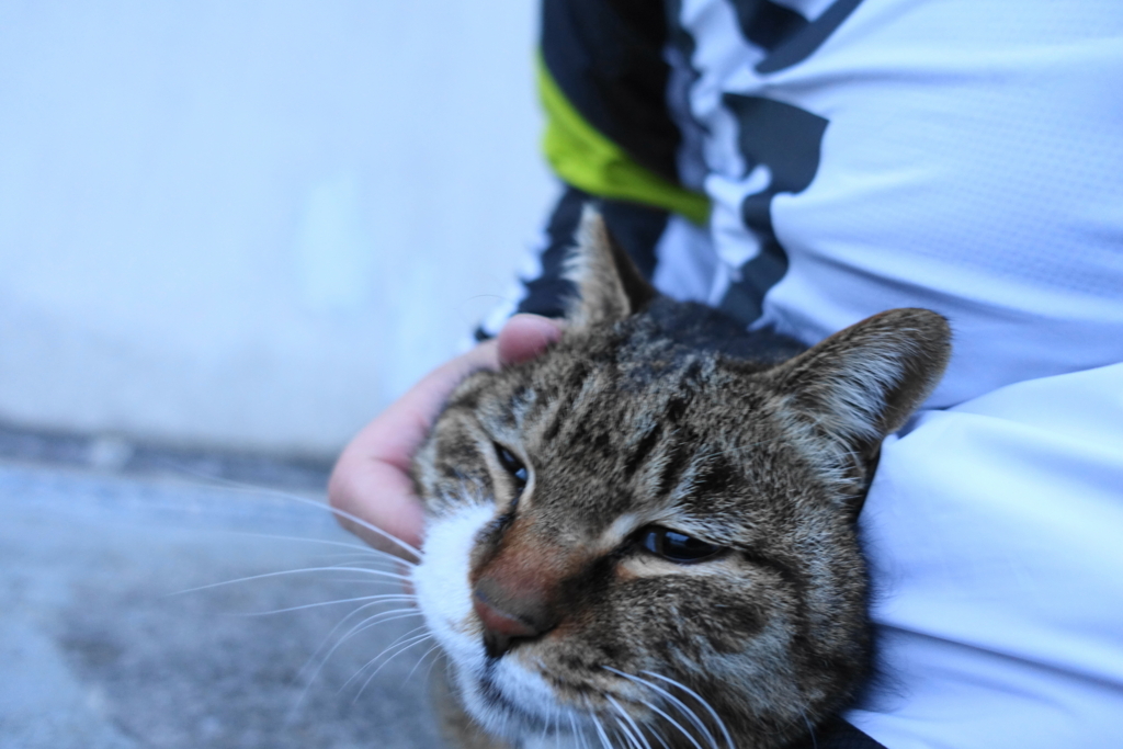 f:id:shigeo-t:20180302094135j:plain f:id:shigeo-t:20180302094135j:plain