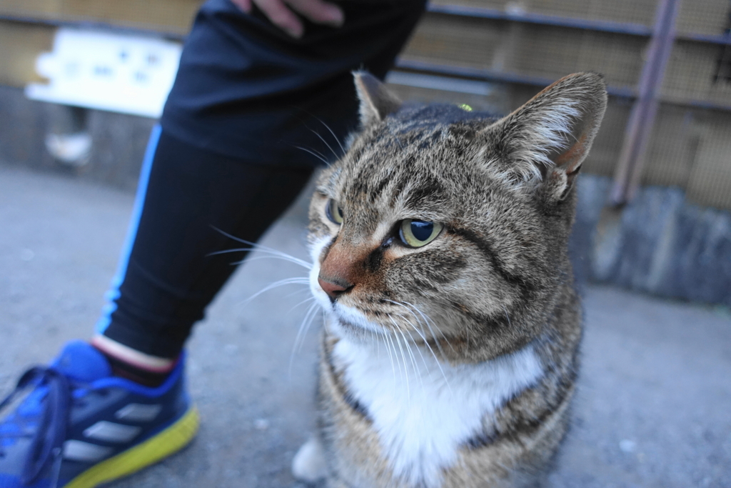 f:id:shigeo-t:20180302095000j:plain f:id:shigeo-t:20180302095000j:plain