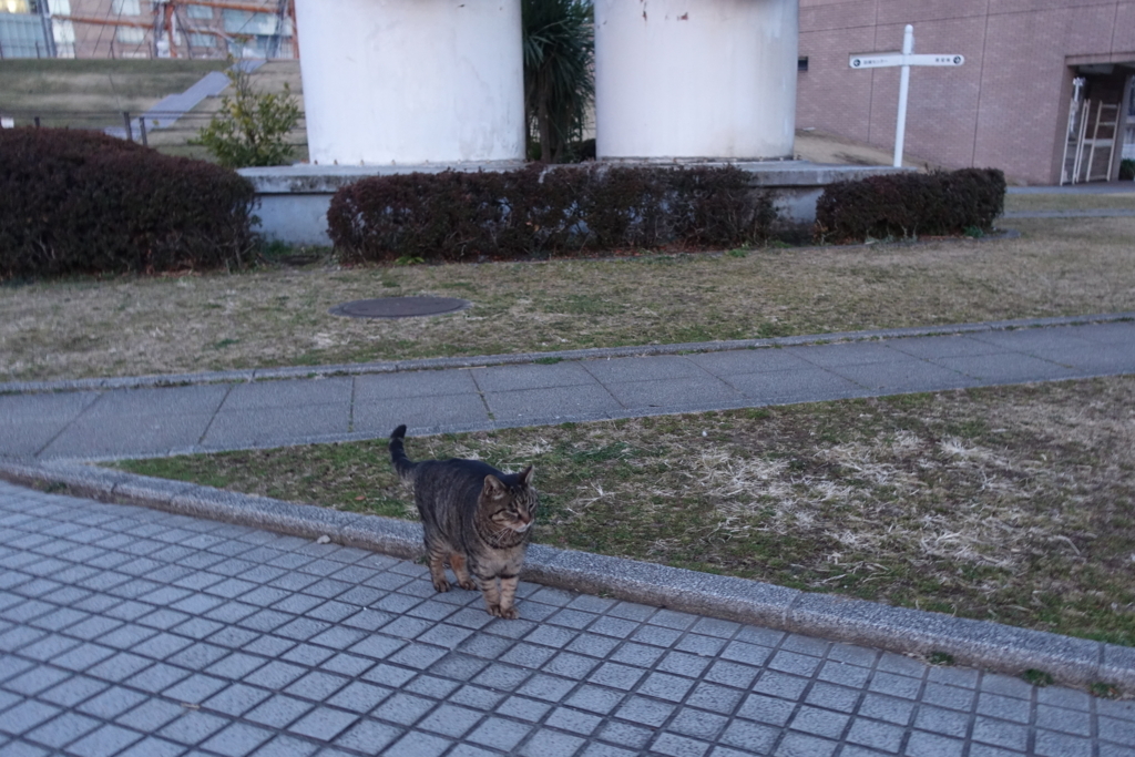 f:id:shigeo-t:20180302095907j:plain f:id:shigeo-t:20180302095907j:plain