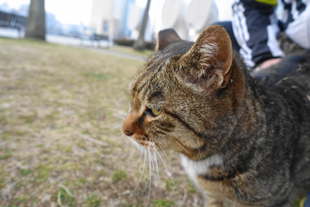 f:id:shigeo-t:20180302100424j:plain f:id:shigeo-t:20180302100424j:plain