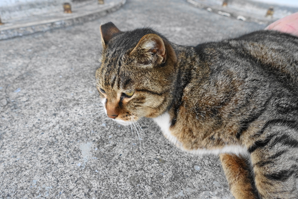 f:id:shigeo-t:20180302100502j:plain f:id:shigeo-t:20180302100502j:plain