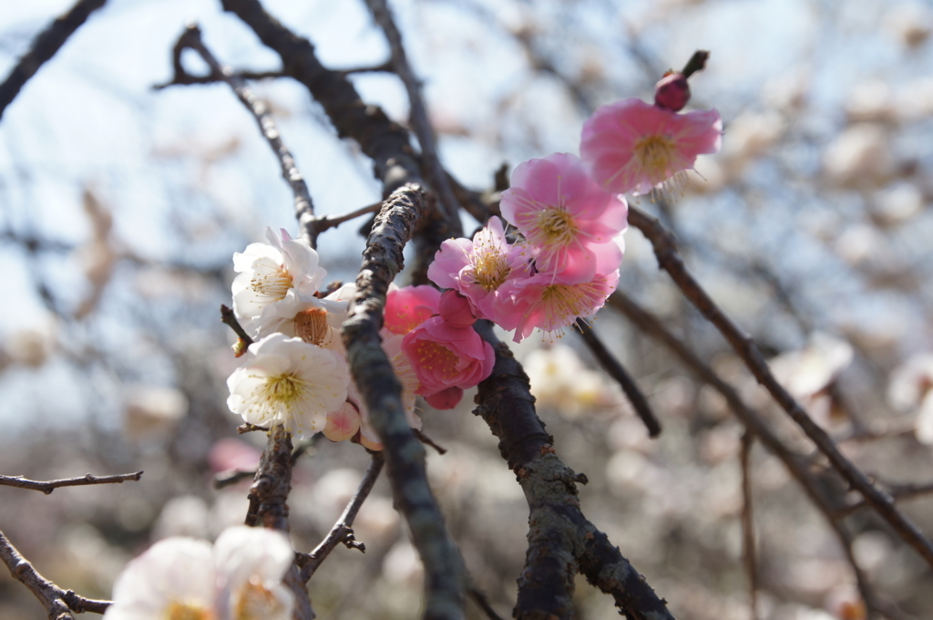 f:id:shigeo-t:20180304143950j:plain