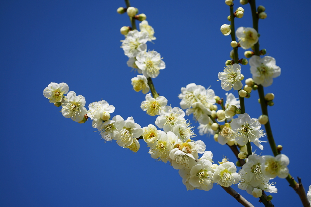 f:id:shigeo-t:20180304144144j:plain