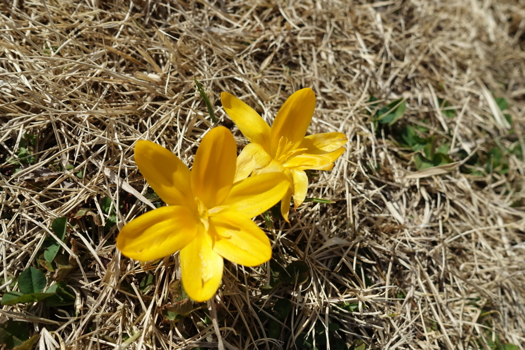 f:id:shigeo-t:20180304144423j:plain