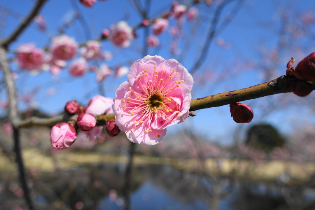 f:id:shigeo-t:20180304144705j:plain