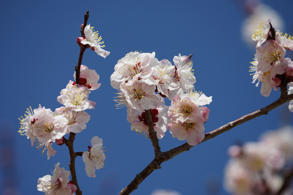 f:id:shigeo-t:20180304144824j:plain