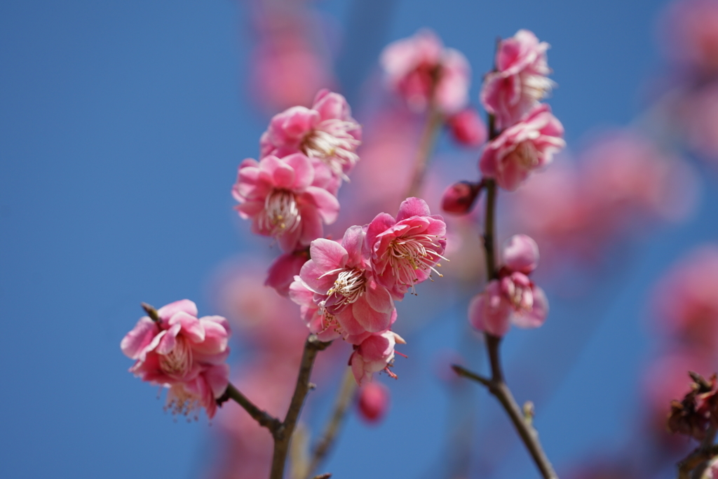 f:id:shigeo-t:20180304144943j:plain