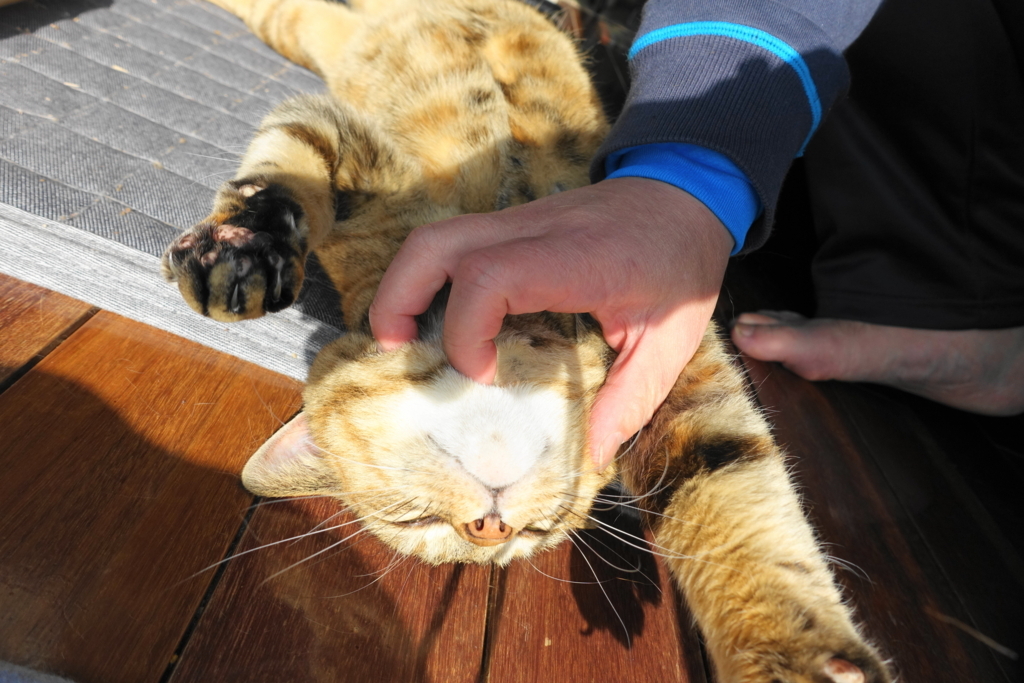 f:id:shigeo-t:20180305091041j:plain
