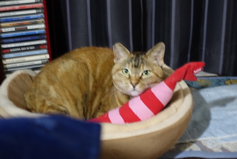 f:id:shigeo-t:20180311035612j:plain