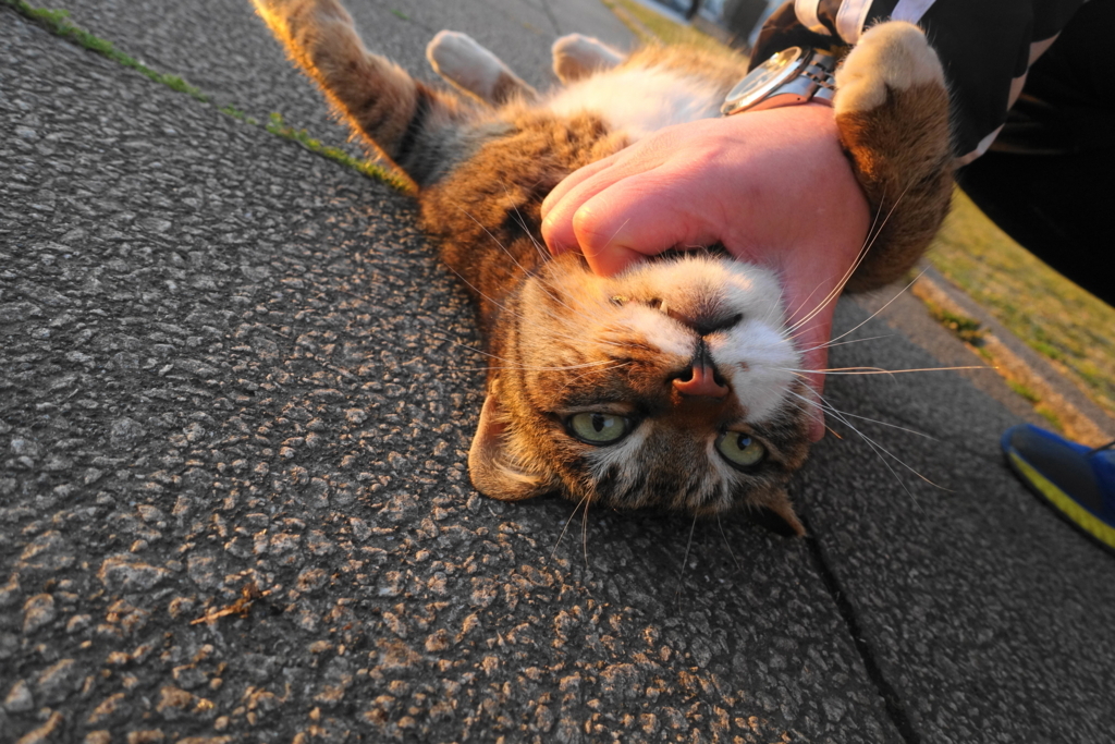 f:id:shigeo-t:20180314102006j:plain f:id:shigeo-t:20180314102006j:plain