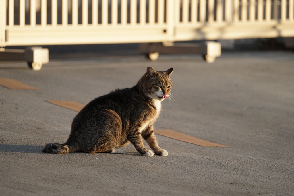 f:id:shigeo-t:20180314102051j:plain f:id:shigeo-t:20180314102051j:plain