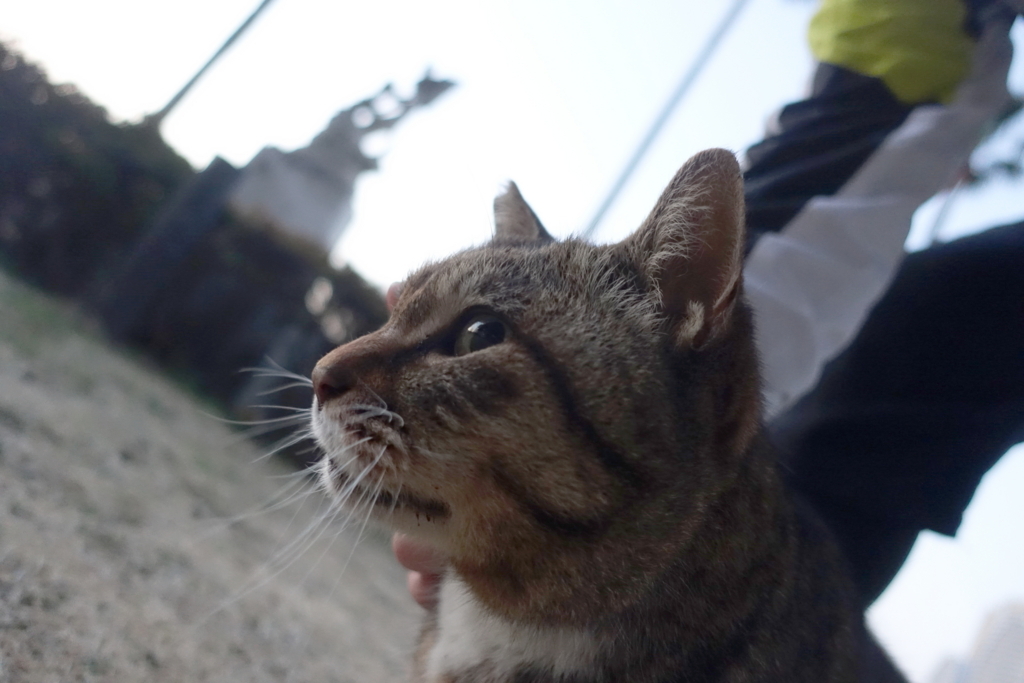 f:id:shigeo-t:20180314102437j:plain f:id:shigeo-t:20180314102437j:plain