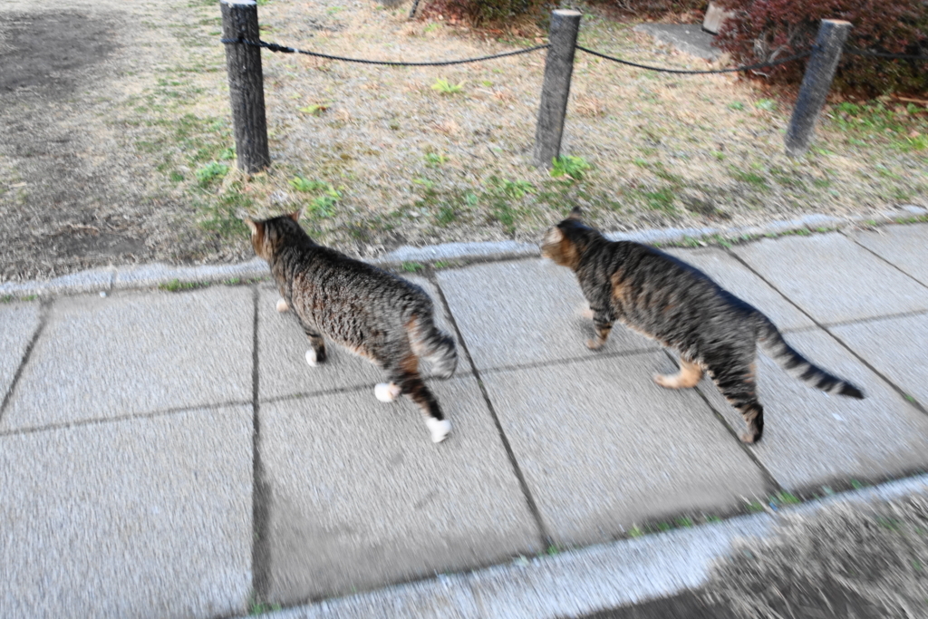 f:id:shigeo-t:20180314102813j:plain f:id:shigeo-t:20180314102813j:plain