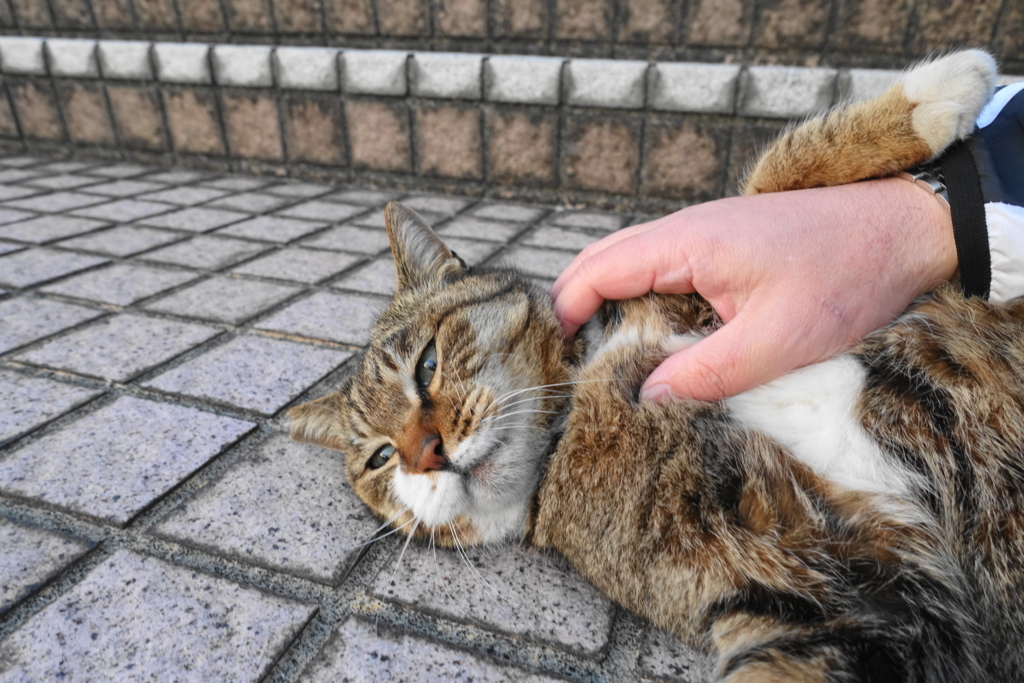 f:id:shigeo-t:20180314103835j:plain f:id:shigeo-t:20180314103835j:plain