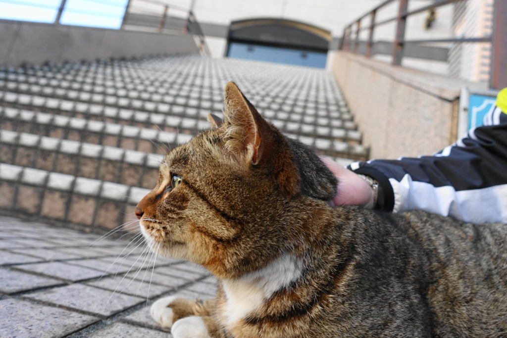 f:id:shigeo-t:20180314103848j:plain f:id:shigeo-t:20180314103848j:plain