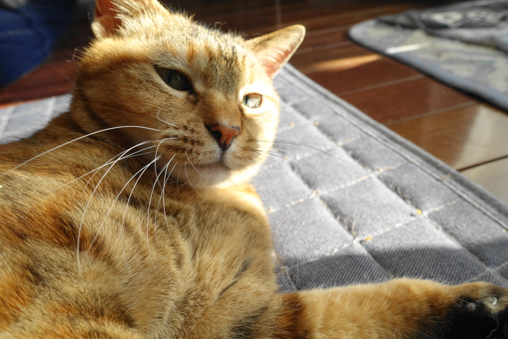 f:id:shigeo-t:20180322094725j:plain f:id:shigeo-t:20180322094725j:plain