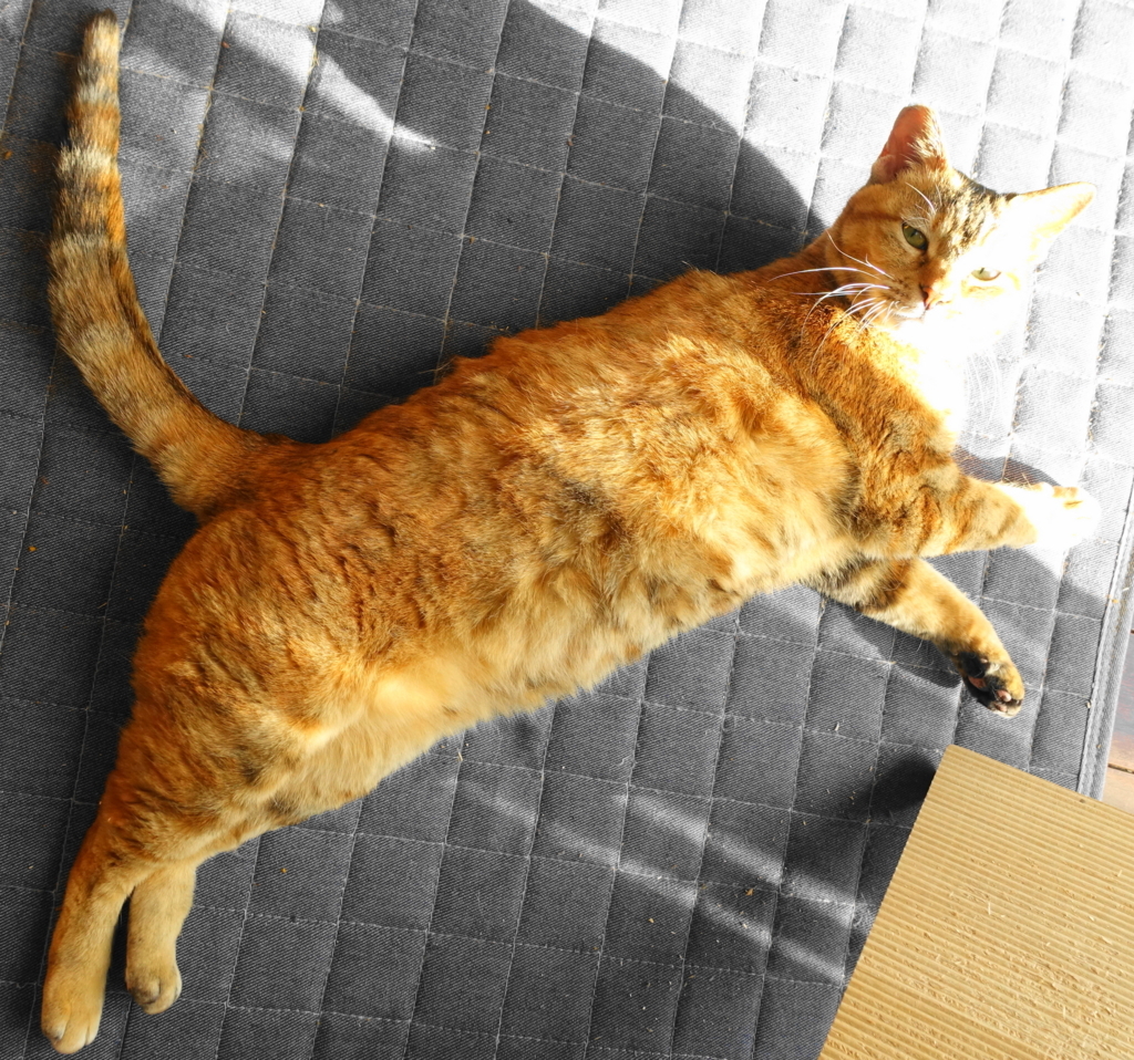 f:id:shigeo-t:20180322095103j:plain f:id:shigeo-t:20180322095103j:plain