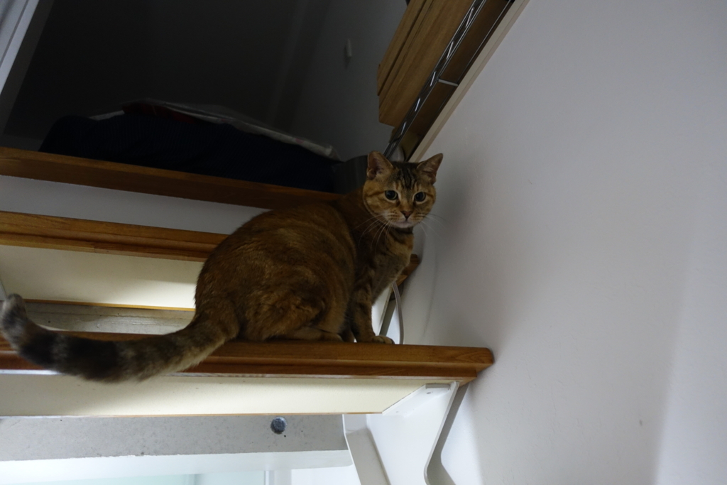 f:id:shigeo-t:20180322095321j:plain f:id:shigeo-t:20180322095321j:plain