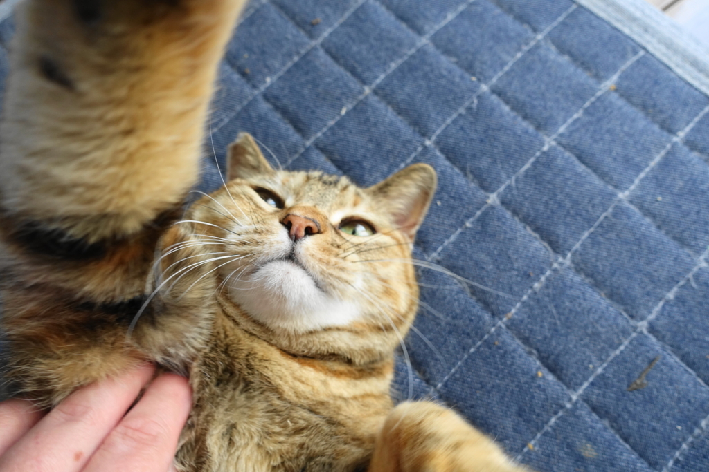 f:id:shigeo-t:20180322095543j:plain f:id:shigeo-t:20180322095543j:plain