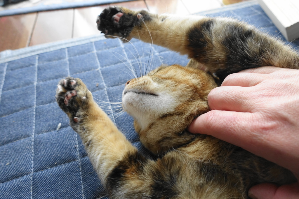 f:id:shigeo-t:20180322095545j:plain f:id:shigeo-t:20180322095545j:plain