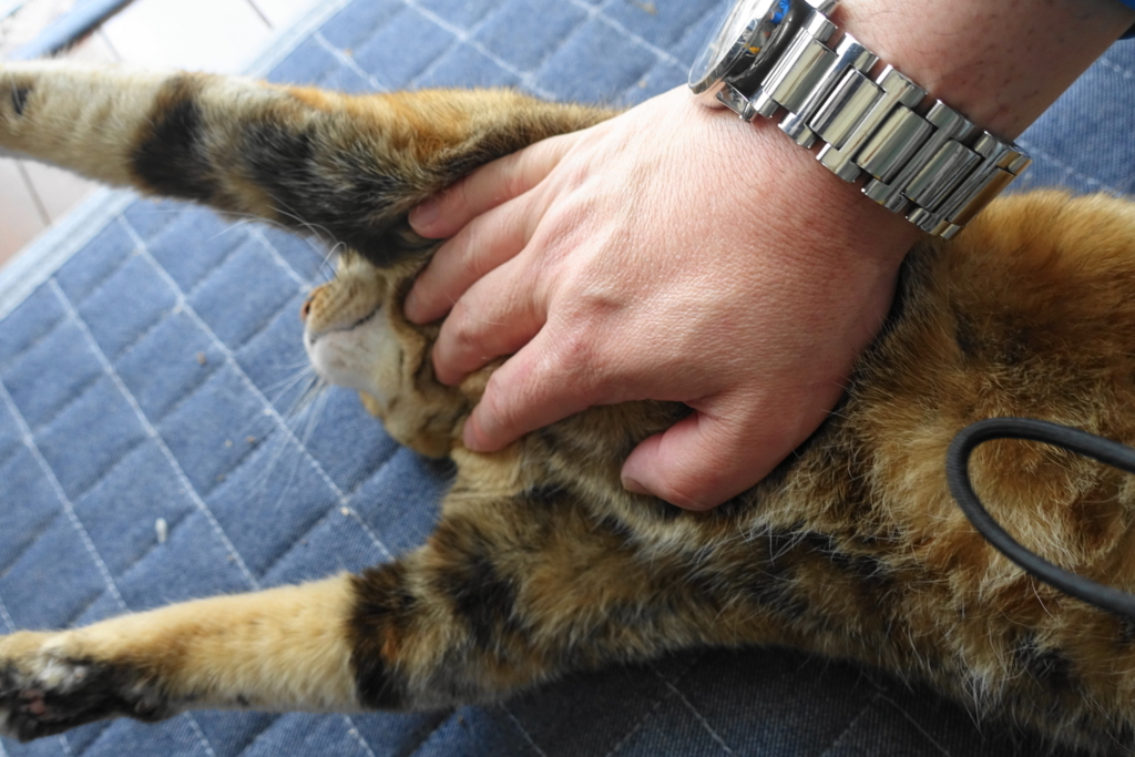 f:id:shigeo-t:20180322095549j:plain f:id:shigeo-t:20180322095549j:plain