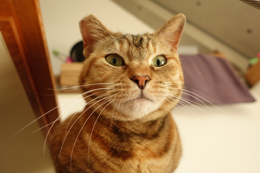 f:id:shigeo-t:20180322095633j:plain f:id:shigeo-t:20180322095633j:plain