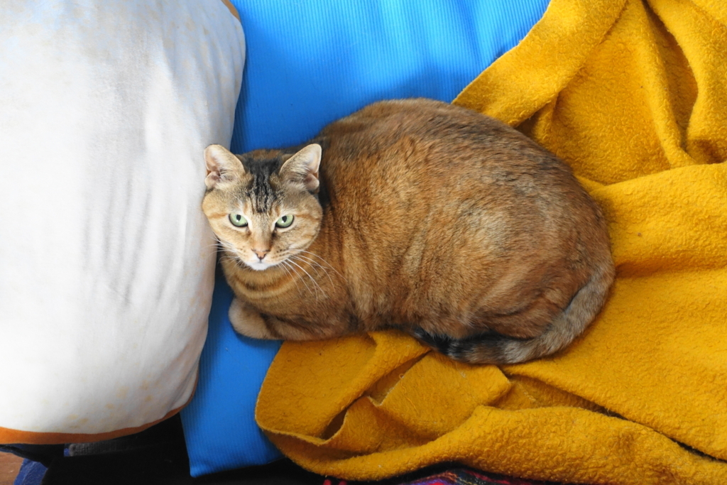 f:id:shigeo-t:20180322095816j:plain f:id:shigeo-t:20180322095816j:plain