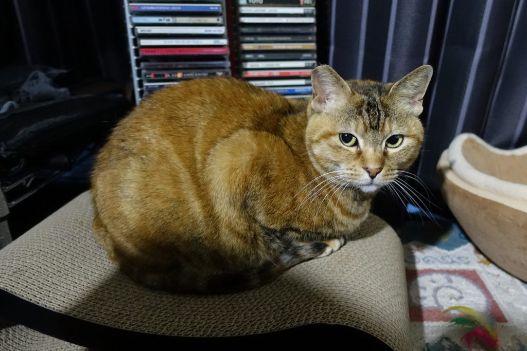 f:id:shigeo-t:20180324105341j:plain