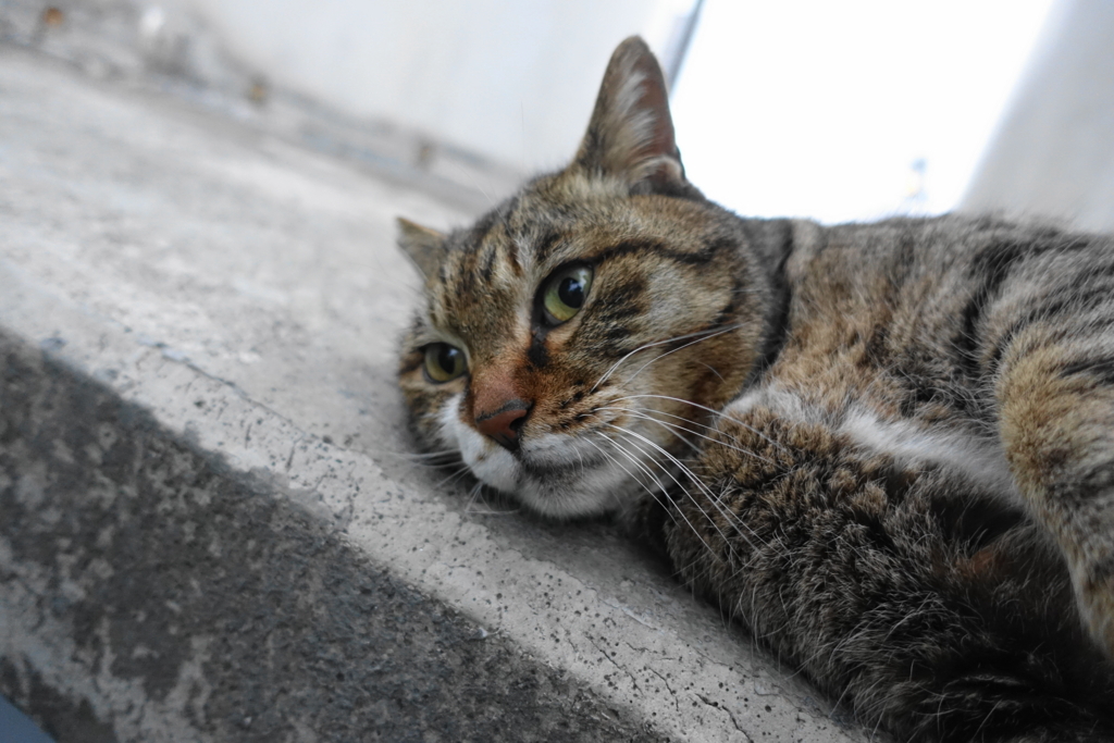 f:id:shigeo-t:20180331110009j:plain