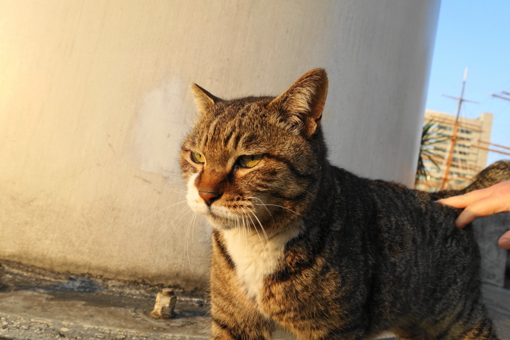 f:id:shigeo-t:20180402101656j:plain f:id:shigeo-t:20180402101656j:plain