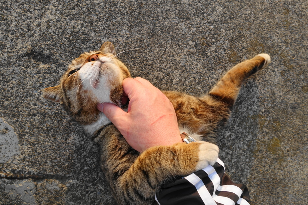 f:id:shigeo-t:20180403094324j:plain