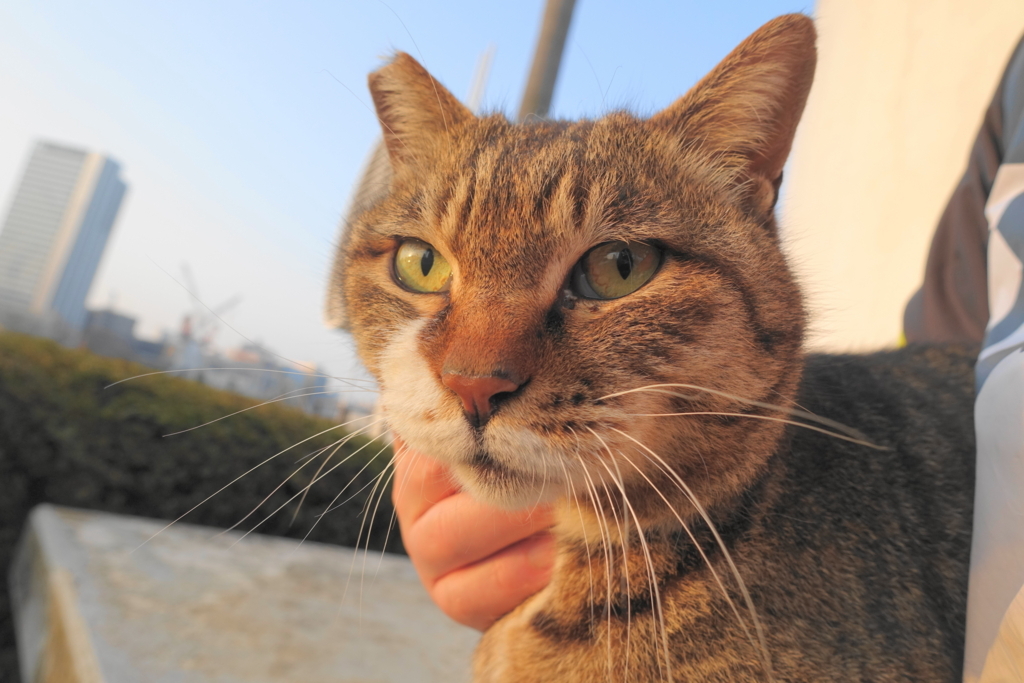 f:id:shigeo-t:20180403095255j:plain