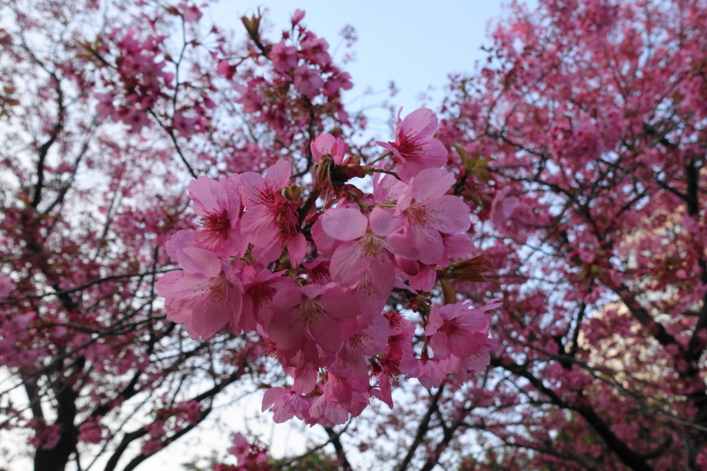 f:id:shigeo-t:20180403100302j:plain
