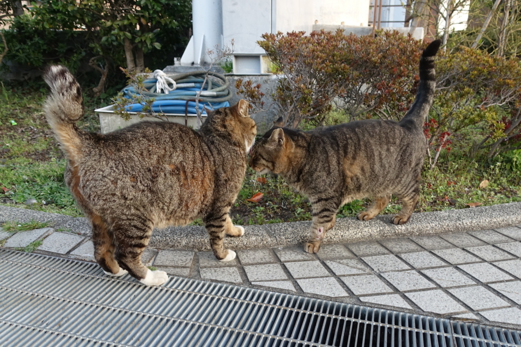 f:id:shigeo-t:20180403100502j:plain