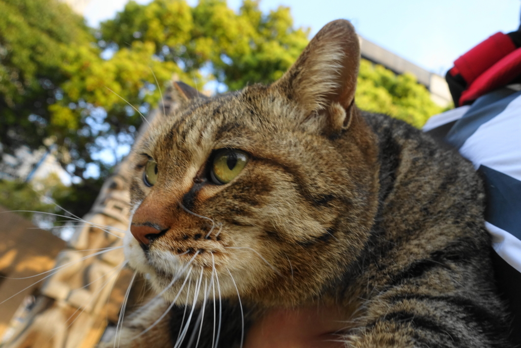 f:id:shigeo-t:20180403102256j:plain