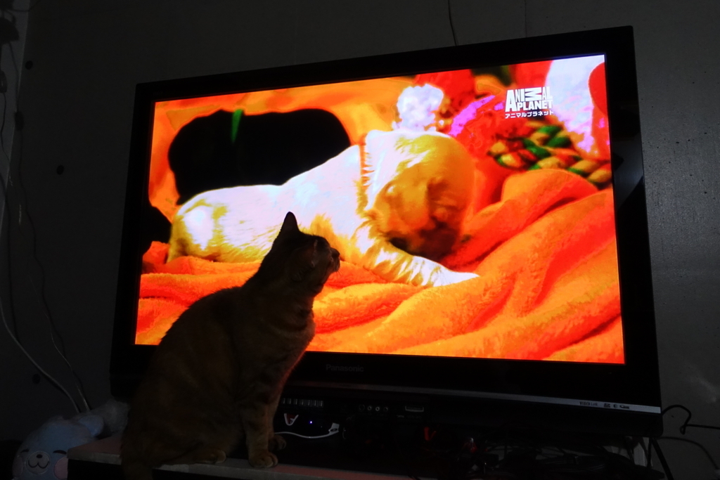 f:id:shigeo-t:20180406101326j:plain