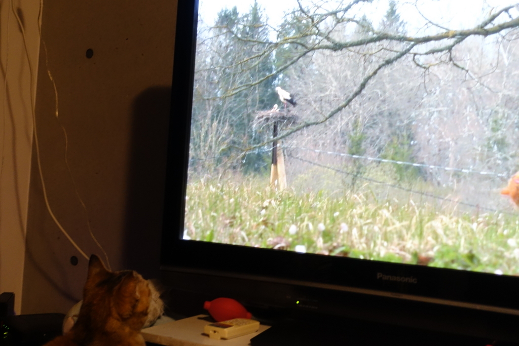 f:id:shigeo-t:20180406101907j:plain