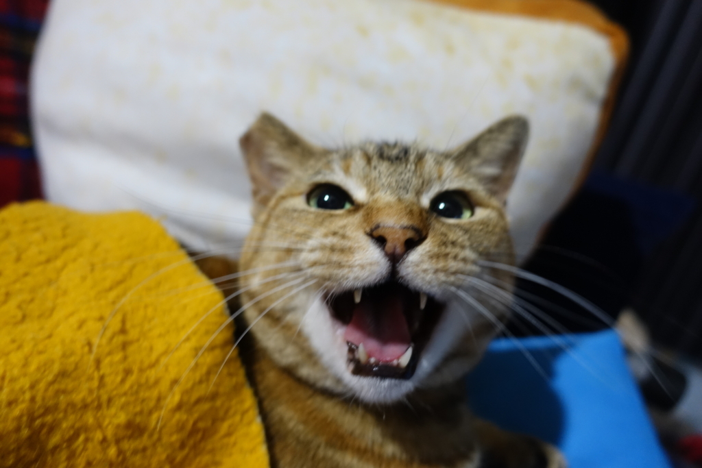 f:id:shigeo-t:20180406102903j:plain