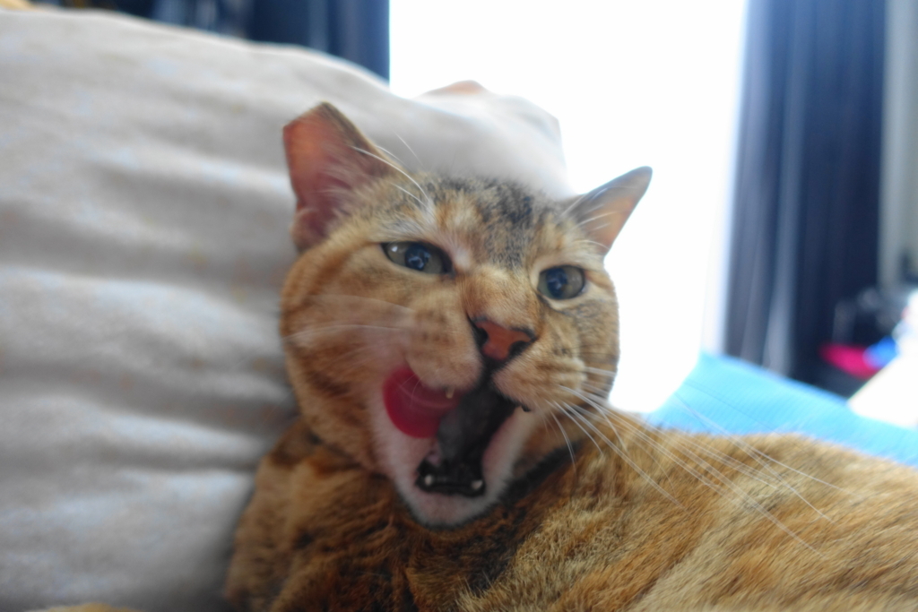 f:id:shigeo-t:20180406103123j:plain