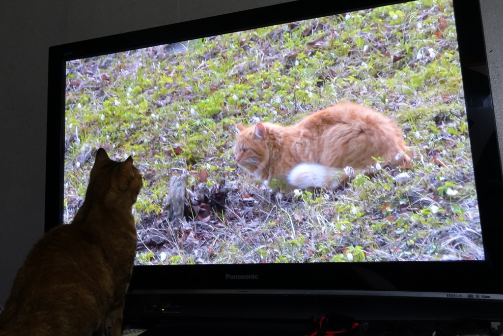 f:id:shigeo-t:20180406103641j:plain