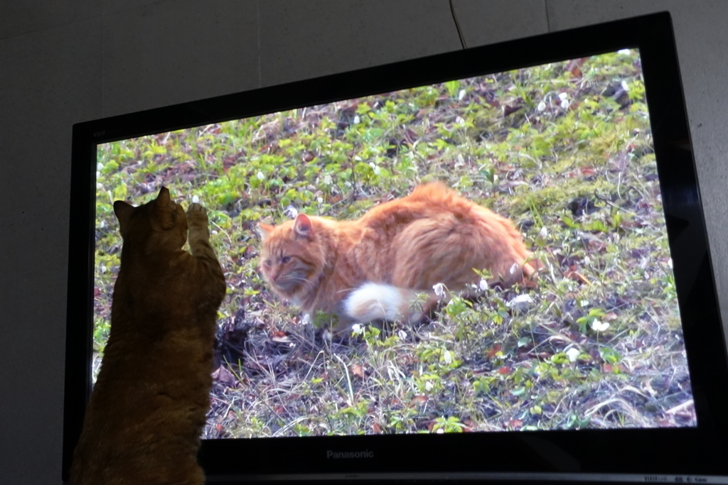 f:id:shigeo-t:20180406103759j:plain