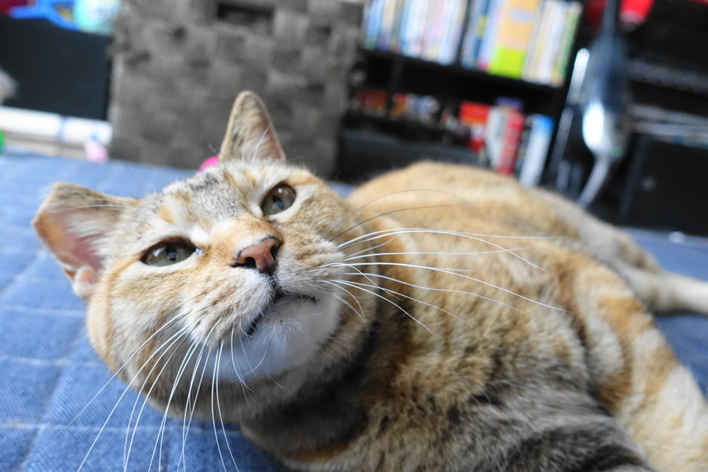 f:id:shigeo-t:20180407105447j:plain