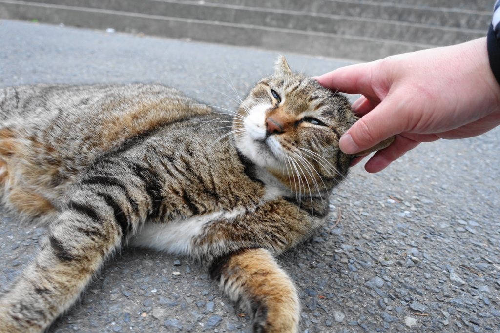 f:id:shigeo-t:20180416093957j:plain f:id:shigeo-t:20180416093957j:plain